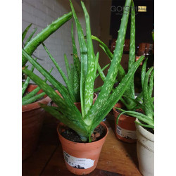 گیاه الوورا