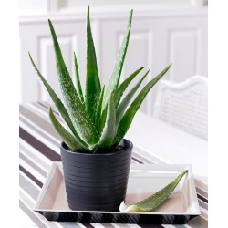 گیاه الوورا